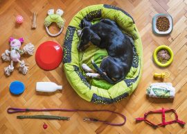 pet supplies toys, treats & more