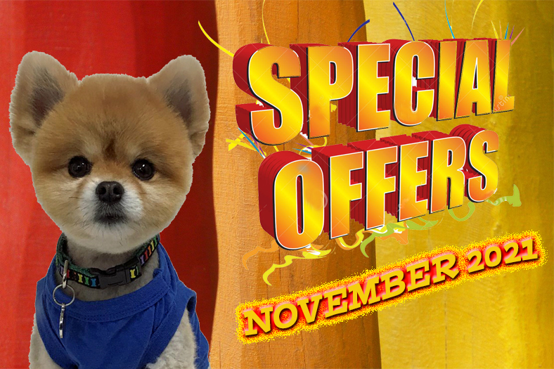 November 2021 Special Offers