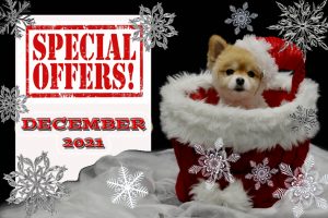 December 2021 special offers