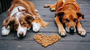 Read more about the article 5 ways to show your pet some extra love