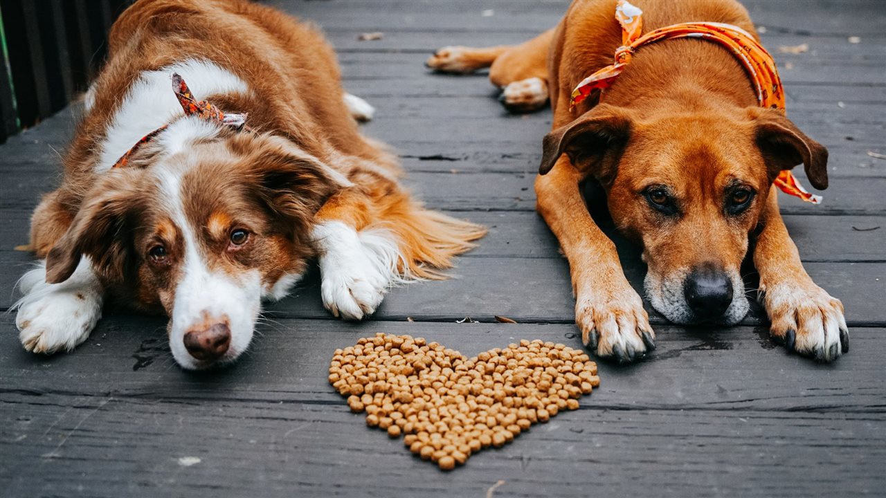 You are currently viewing 5 ways to show your pet some extra love