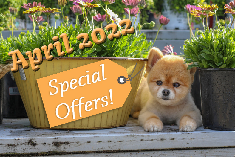 You are currently viewing April 2022 Special Offers