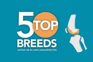 5 of the top breeds