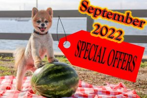 Read more about the article September 2022 Special Offers